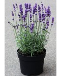 Lavandula Platinum Niko в контейнері 3 л